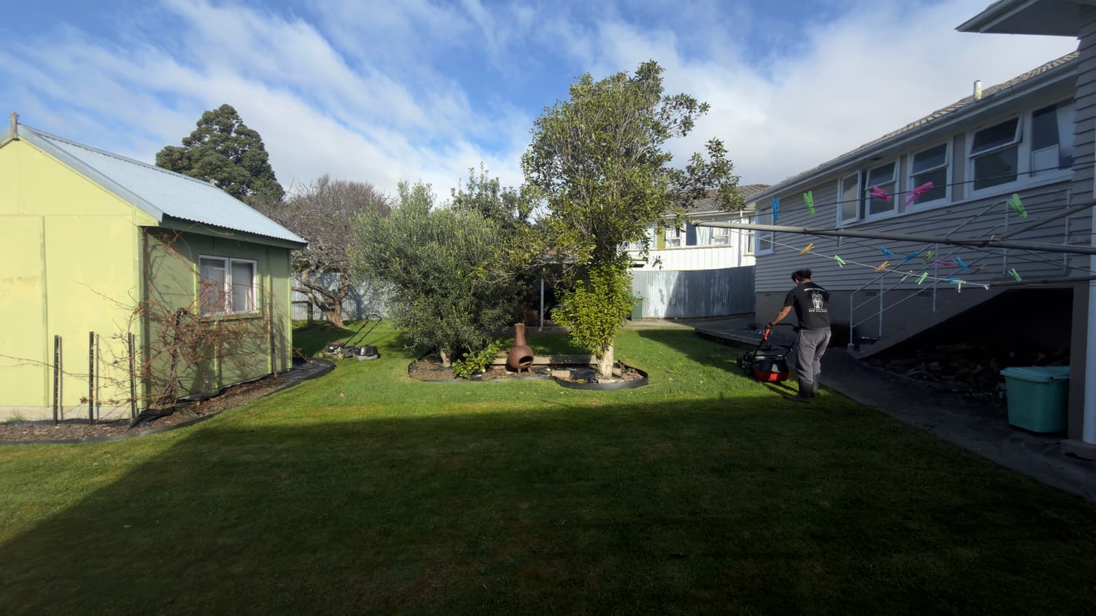 A shaped garden bed around an olive tree with fresh edging